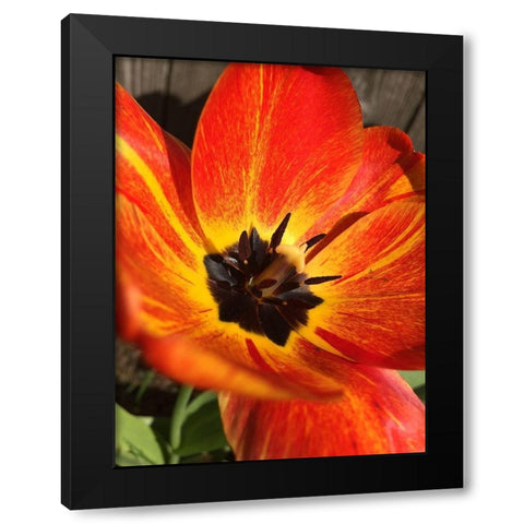 Full Sun I Black Modern Wood Framed Art Print with Double Matting by Bannon, Heidi