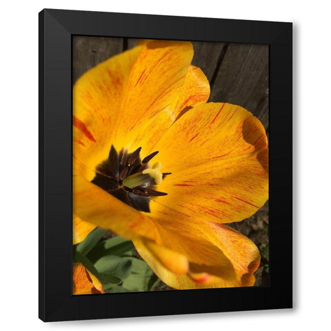 Full Sun II Black Modern Wood Framed Art Print by Bannon, Heidi