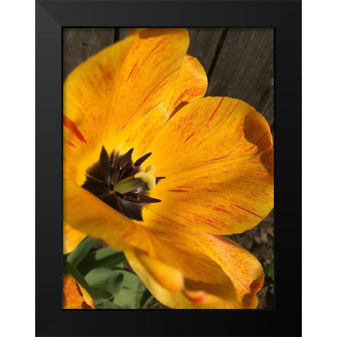 Full Sun II Black Modern Wood Framed Art Print by Bannon, Heidi