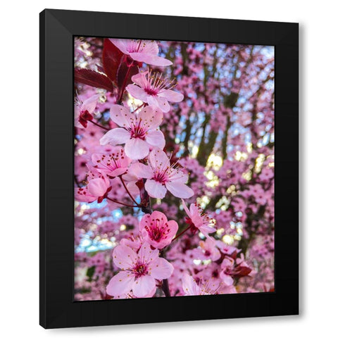 Cherry Blossom Black Modern Wood Framed Art Print by Bannon, Heidi