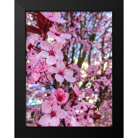 Cherry Blossom Black Modern Wood Framed Art Print by Bannon, Heidi