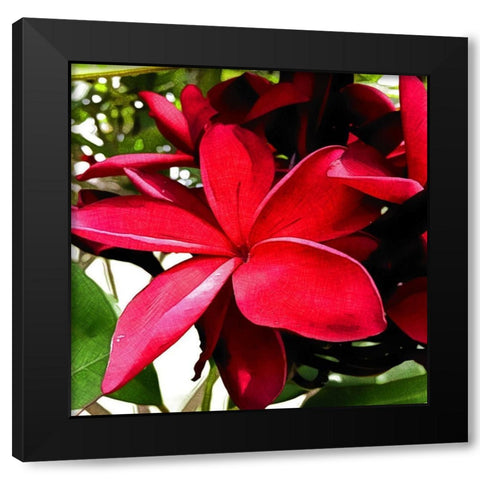 Plumeria in the sun Black Modern Wood Framed Art Print by Bannon, Heidi