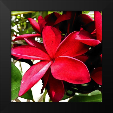 Plumeria in the sun Black Modern Wood Framed Art Print by Bannon, Heidi