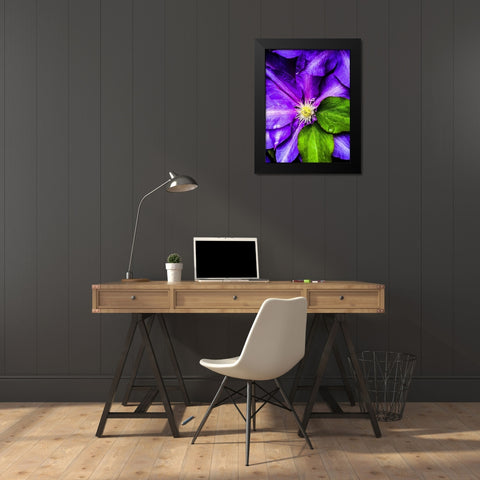 Clematis Spring Black Modern Wood Framed Art Print by Bannon, Heidi