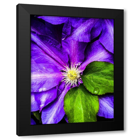 Clematis Spring Black Modern Wood Framed Art Print with Double Matting by Bannon, Heidi