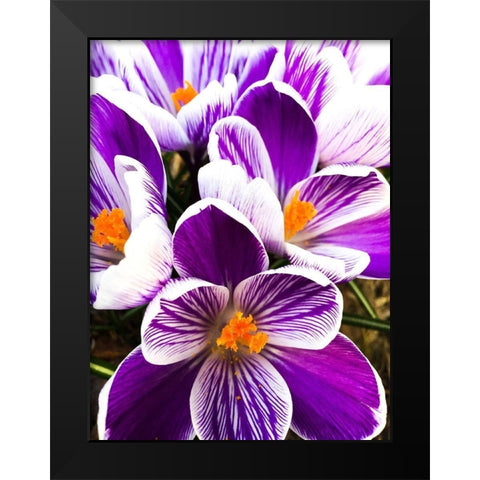 Springtime Dance Black Modern Wood Framed Art Print by Bannon, Heidi