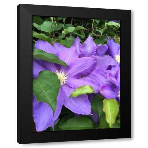 Clematis  Black Modern Wood Framed Art Print with Double Matting by Bannon, Heidi