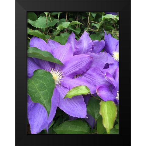 Clematis  Black Modern Wood Framed Art Print by Bannon, Heidi