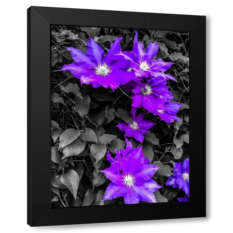 Purple and Grey Clematis Black Modern Wood Framed Art Print by Bannon, Heidi