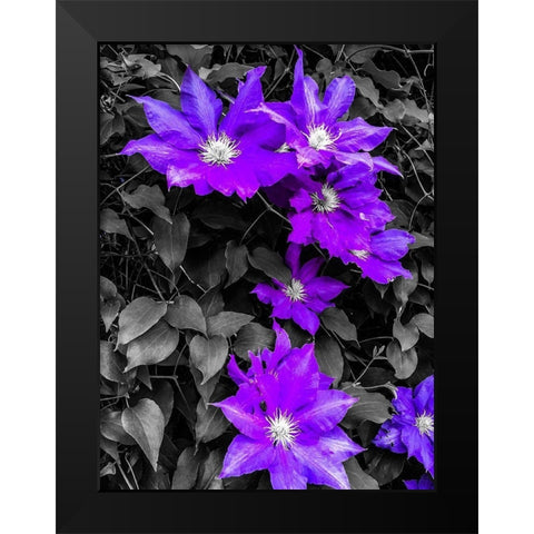Purple and Grey Clematis Black Modern Wood Framed Art Print by Bannon, Heidi