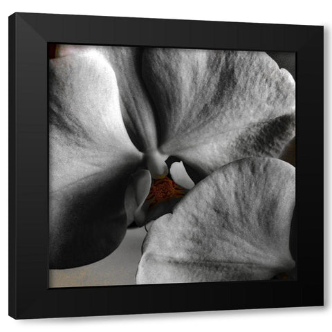 Sugar Orchid Black Modern Wood Framed Art Print with Double Matting by Bannon, Heidi