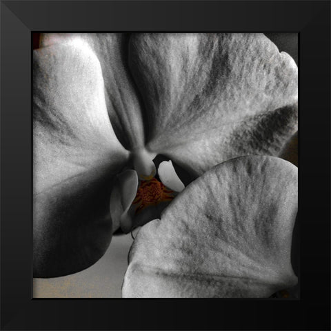 Sugar Orchid Black Modern Wood Framed Art Print by Bannon, Heidi