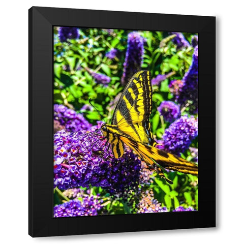 Coming in for a Landing I Black Modern Wood Framed Art Print by Bannon, Heidi