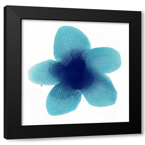 Blue Bloom II Black Modern Wood Framed Art Print with Double Matting by Carlson, Hannah
