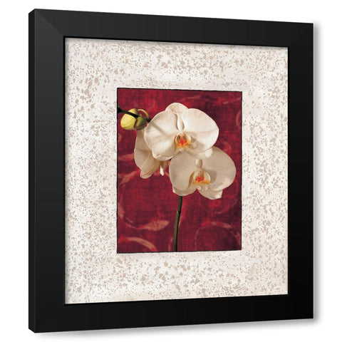 Orchids Black Modern Wood Framed Art Print by Seba, John