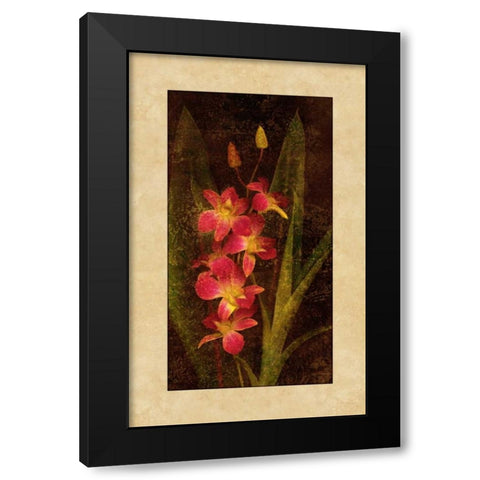 Orchid Black Modern Wood Framed Art Print with Double Matting by Seba, John