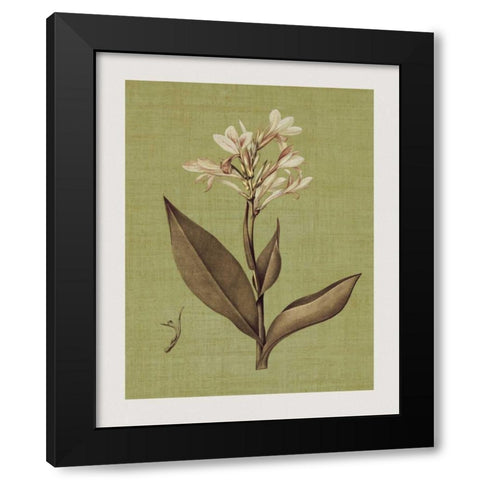 Botanica Verde II Black Modern Wood Framed Art Print with Double Matting by Seba, John