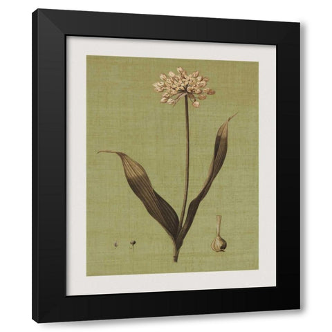 Botanica Verde III Black Modern Wood Framed Art Print by Seba, John