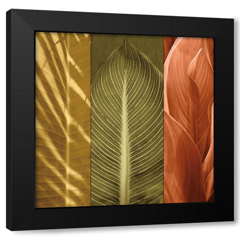 Tropical Trio II Black Modern Wood Framed Art Print with Double Matting by Seba, John