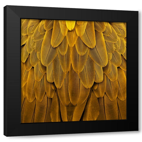 Feathered Friend - Golden Black Modern Wood Framed Art Print with Double Matting by Bosco, Julia