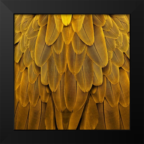 Feathered Friend - Golden Black Modern Wood Framed Art Print by Bosco, Julia