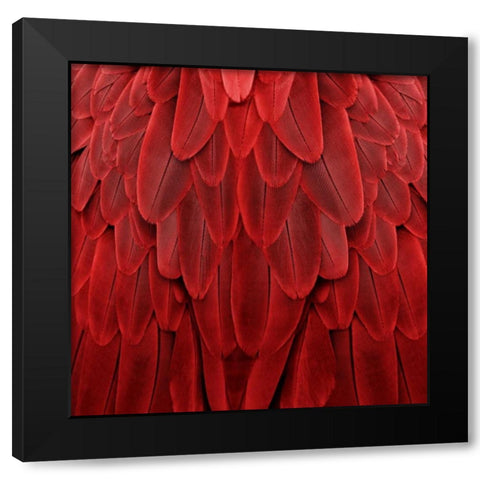 Feathered Friend - Red Black Modern Wood Framed Art Print with Double Matting by Bosco, Julia