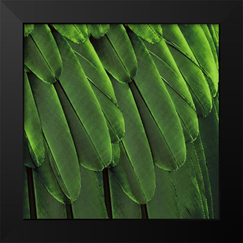 Feathered Friend - Green Black Modern Wood Framed Art Print by Bosco, Julia