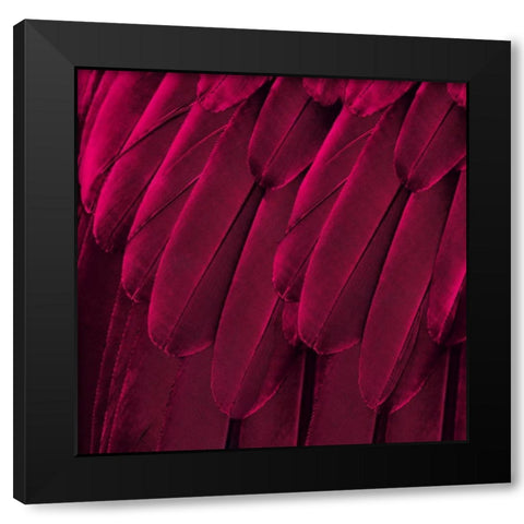 Feathered Friend - Magenta Black Modern Wood Framed Art Print with Double Matting by Bosco, Julia