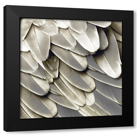 Feathered Friend - Pearl II Black Modern Wood Framed Art Print with Double Matting by Bosco, Julia
