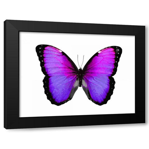 Vibrant Butterfly IV Black Modern Wood Framed Art Print by Bosco, Julia