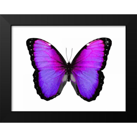Vibrant Butterfly IV Black Modern Wood Framed Art Print by Bosco, Julia