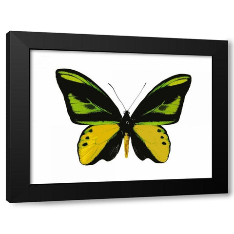 Vibrant Butterfly VII Black Modern Wood Framed Art Print by Bosco, Julia