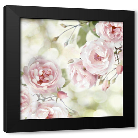 Pink Rose Garden I Black Modern Wood Framed Art Print with Double Matting by Lane, Joanna