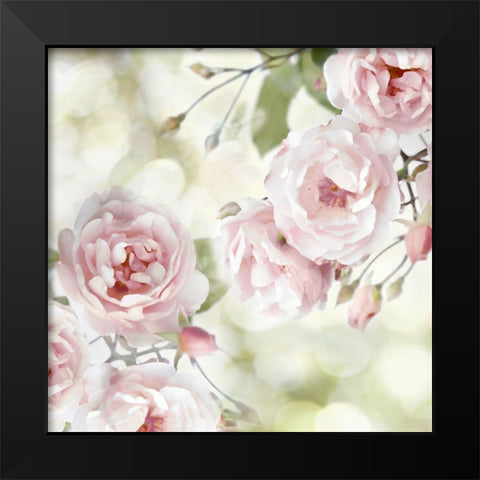 Pink Rose Garden I Black Modern Wood Framed Art Print by Lane, Joanna