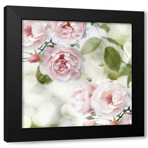 Pink Rose Garden II Black Modern Wood Framed Art Print with Double Matting by Lane, Joanna