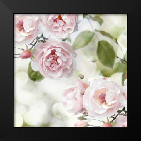Pink Rose Garden II Black Modern Wood Framed Art Print by Lane, Joanna