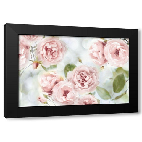 Pink Rose Garden III Black Modern Wood Framed Art Print with Double Matting by Lane, Joanna