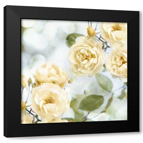 Yellow Rose Garden II Black Modern Wood Framed Art Print with Double Matting by Lane, Joanna
