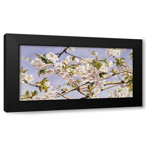 Apple Blossoms Black Modern Wood Framed Art Print by Hill, John William