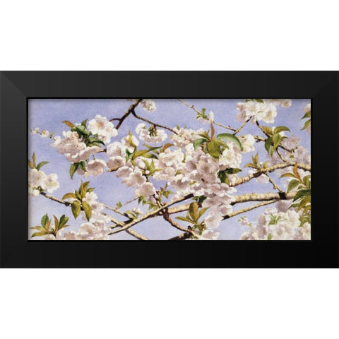 Apple Blossoms Black Modern Wood Framed Art Print by Hill, John William