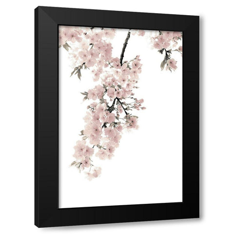 Pink Blossoms on White II Black Modern Wood Framed Art Print with Double Matting by Bennett, Kate