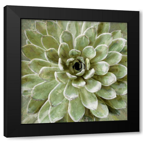 Succulent Verde II Black Modern Wood Framed Art Print with Double Matting by Benson, Lindsay