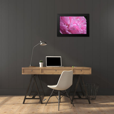 Pastel Peony  Black Modern Wood Framed Art Print by Calkins, Michelle