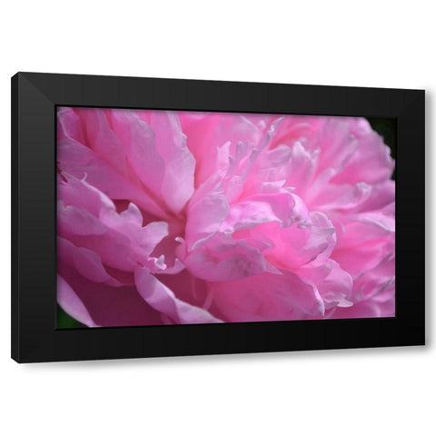 Pastel Peony  Black Modern Wood Framed Art Print by Calkins, Michelle