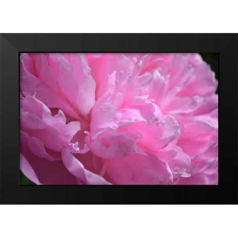 Pastel Peony  Black Modern Wood Framed Art Print by Calkins, Michelle