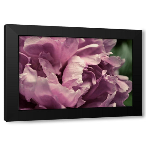 Pink Peony In Morning  Black Modern Wood Framed Art Print by Calkins, Michelle