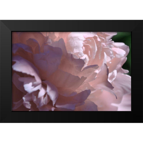 Velvet Peony I Black Modern Wood Framed Art Print by Calkins, Michelle