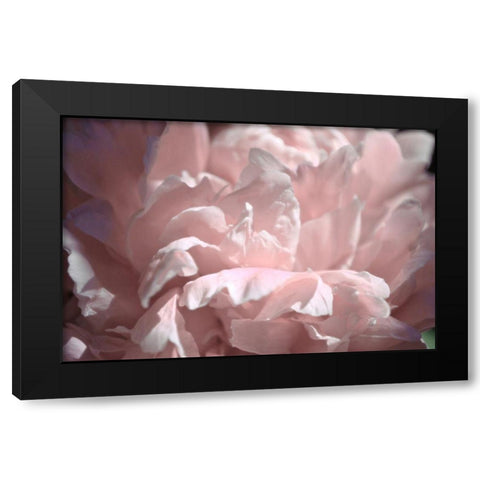 Velvet Peony II Black Modern Wood Framed Art Print by Calkins, Michelle