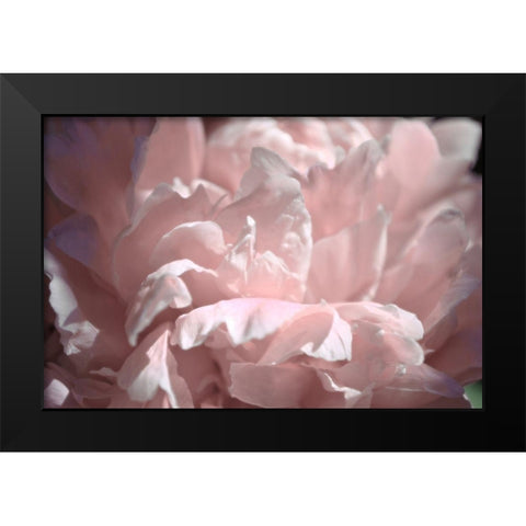 Velvet Peony II Black Modern Wood Framed Art Print by Calkins, Michelle