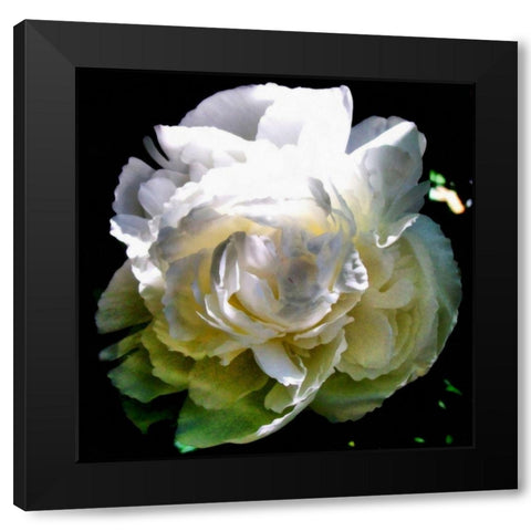 Peony In Morning Sun  Black Modern Wood Framed Art Print with Double Matting by Calkins, Michelle
